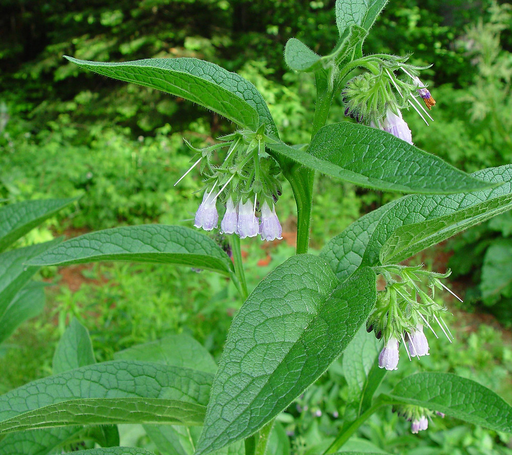 آذان الحمار  ، گوش خر ، Quaker comfrey, cultivated comfrey, boneset, knitbone, consound